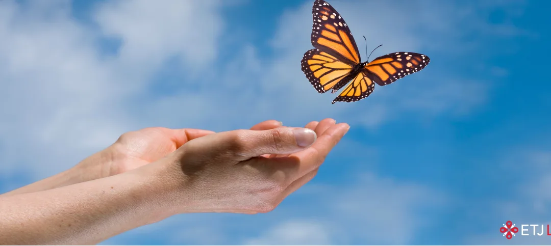 Let Them Fly